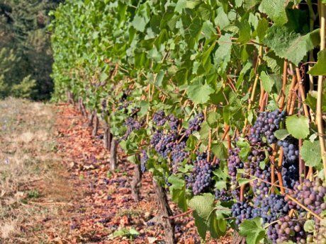 Виды опор для винограда